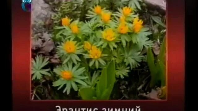Передачу про цветов. Канал живая планета программа. Передачу про цветов. Передачу про цветов. Передачу про цветов.