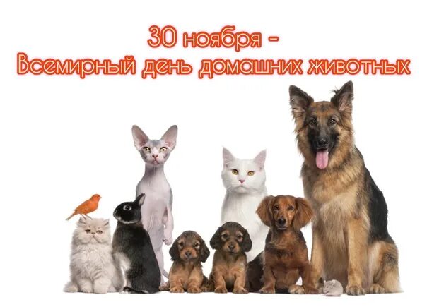 Всемирный день домашних животных 30 ноября. Всемирный день домашних животных картинки. День домашних животных 11 апреля. Открытки день домашних животных 11 апреля.