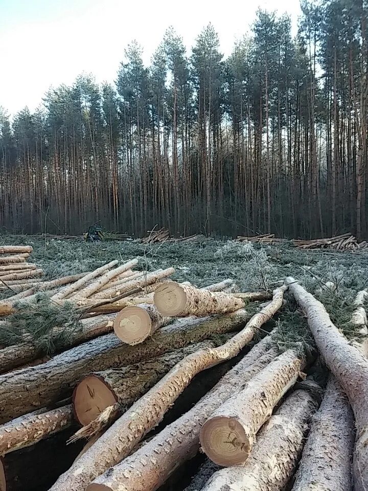 Вырубка леса. Срубленные деревья. Незаконная вырубка леса в России. Рубка деревьев.