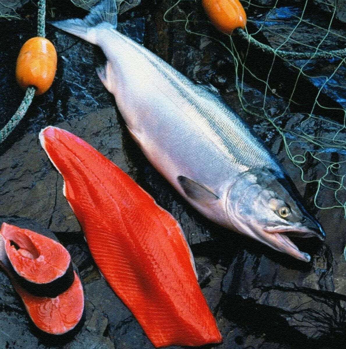 Горбуша дикое море