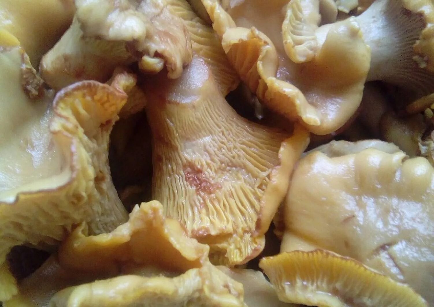 грибы лисички. яички лисички. грибы лисички. лисички жесткие. лисички на сковороде.