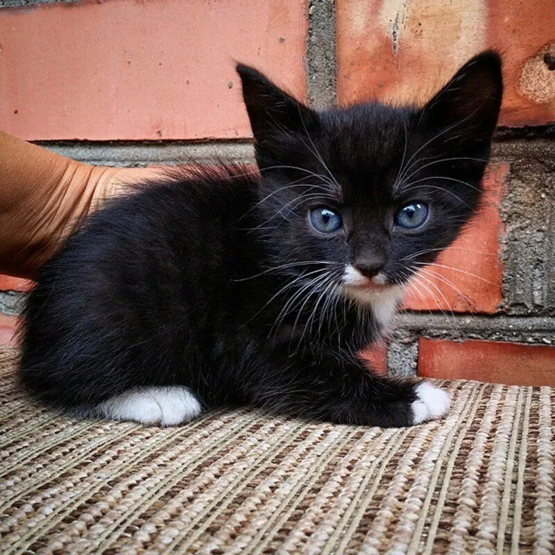 Коты с белыми лапками. Черный котенок. черный котенок с белыми лапками. котенок черно-белый. черный и белый котенок.