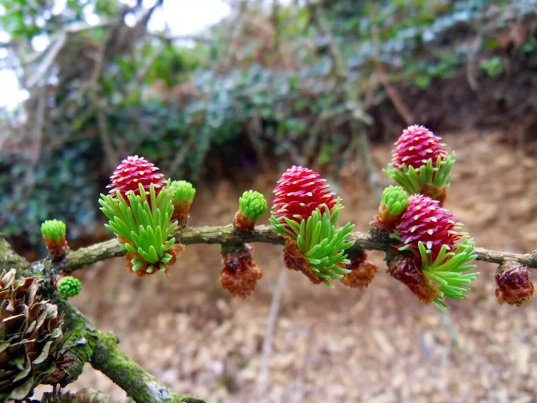 веточки с иголками и розовыми цветочками. лиственница кавказская. ягоды лиственницы. сибирский кедр сибирская пихта. лиственница и кедр.