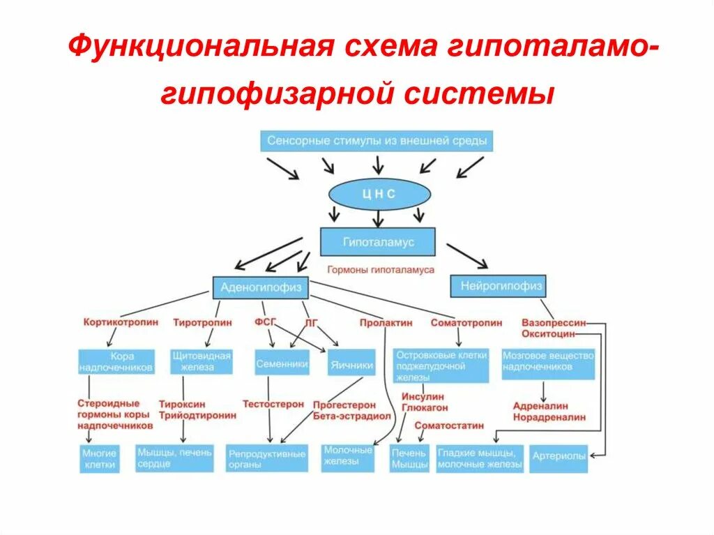 Функциональный признак организации. Гипоталамо-гипофизарная система кратко. Регуляторные гормоны гипоталамо-гипофизарной системы.. Гипоталамо-гипофизарная система схема. Схема взаимодействия гипоталамуса и гипофиза.