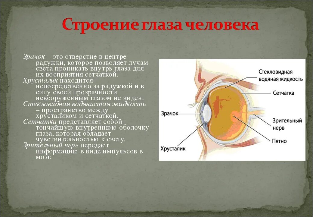 Слепое пятно находится в месте