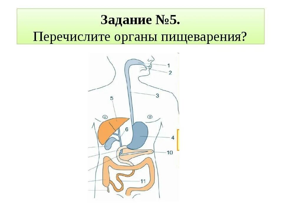 Пищеварительная система рабочая тетрадь