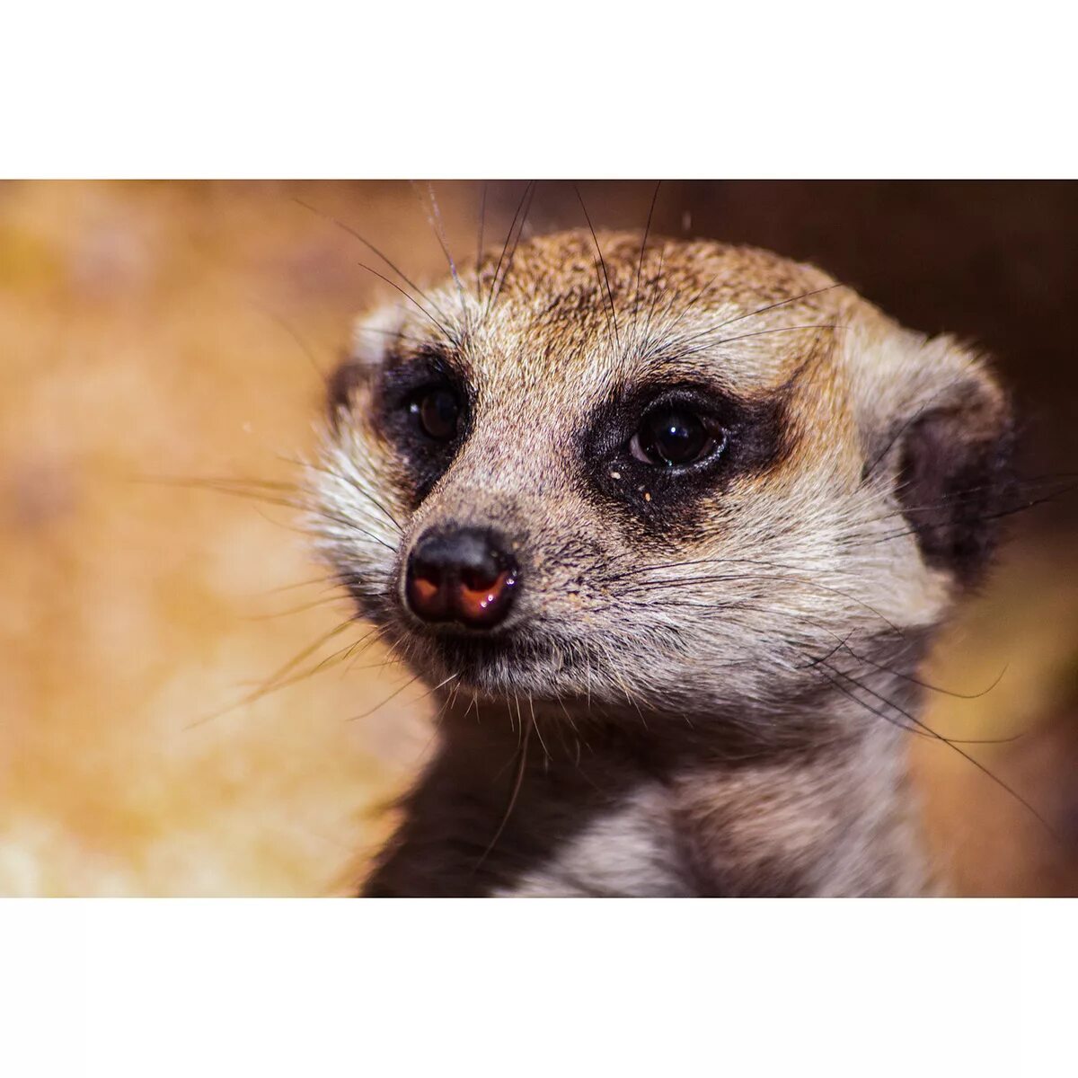 Контактный зоопарк в якутске 202 микрорайон. Сурикат шри ланка. Сурикат в очках. Сурикат суши. Животное сергей.