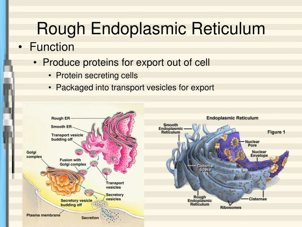 Out of function. Smooth endoplasmic reticulum structure. rough endoplasmic reticulum. endoplasmic reticulum function. structure of the endoplasmic reticulum.