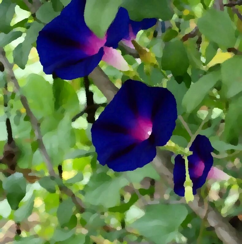 Ипомея пурпурная звездный вальс. Ипомея пурпурная. Вьюнок ипомея пурпуровая. Ипомея пурпурная. Ипомея пурпурная ультрафиолет.