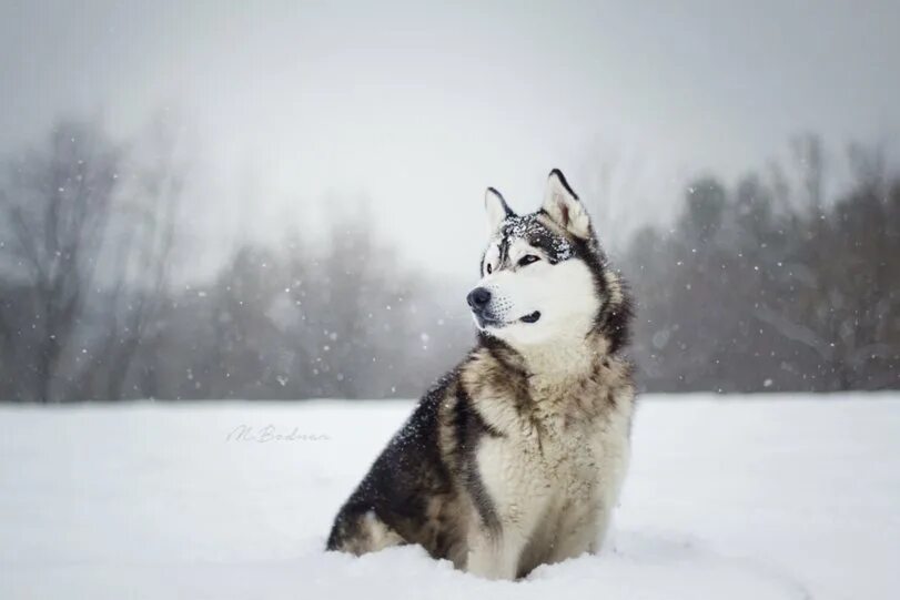 Снежное хаски. Снежная собака. Снежное хаски. Сибирский хаски пушистый. Сибирский хаски снежный волк.