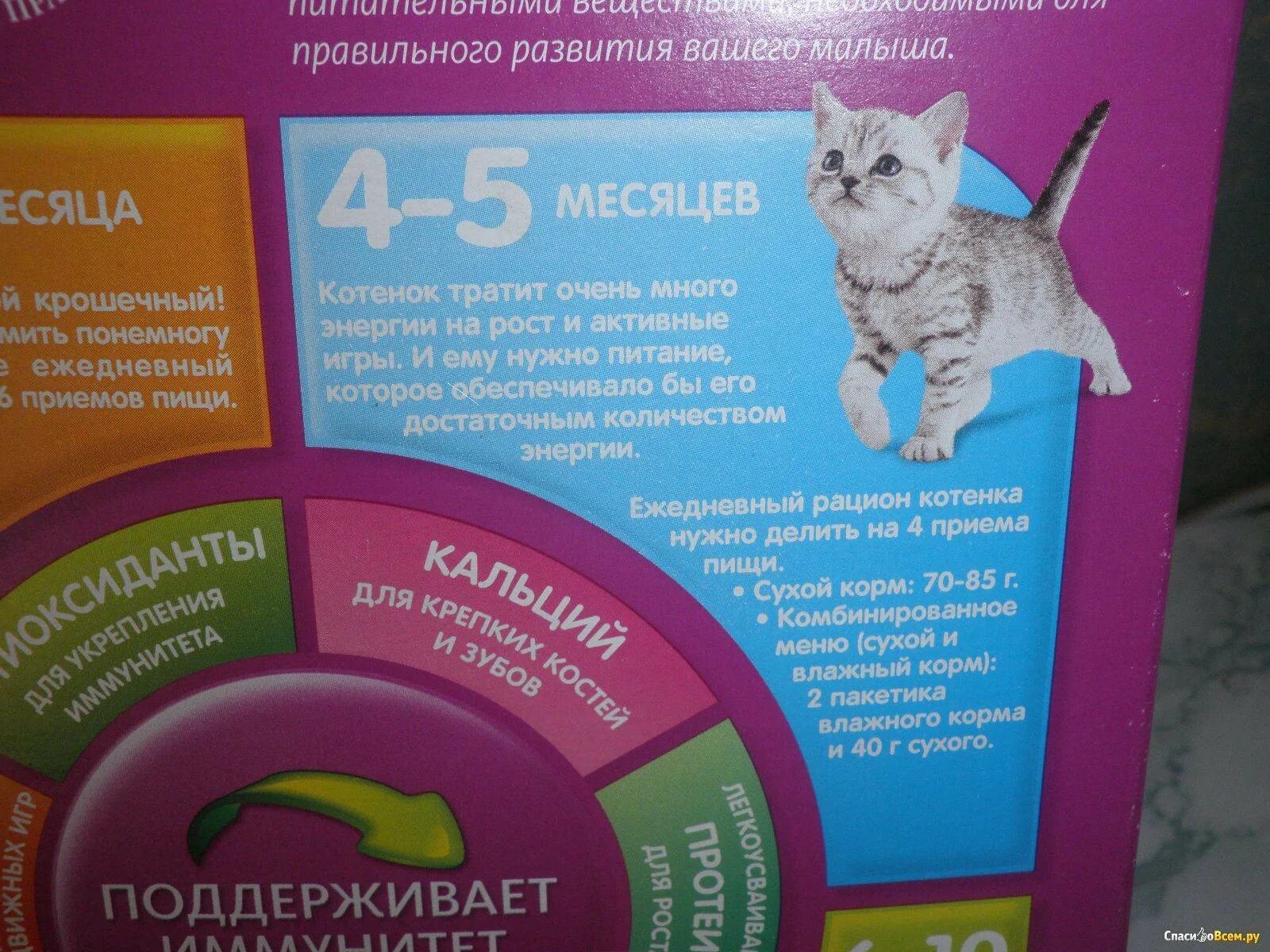 Еда котенка в 1.5 месяца. Питание котенка. корм для котят. правильный рацион для котенка. рацион питания котят до года.