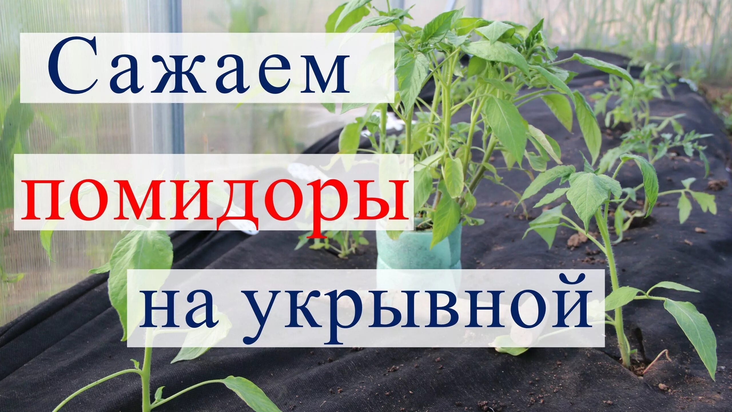 Посадка томатов и перцев. Посадка томатов в теплицу. посадка помидор в теплице. посадка помидор на укрывной материал. сажаем помидоры в теплице.