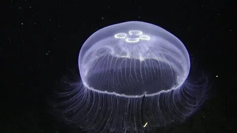 Полость морской