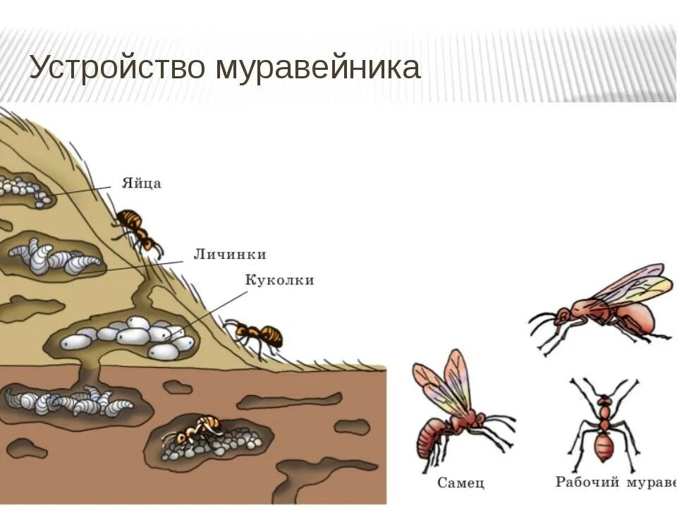 Как разбавить муравьиную