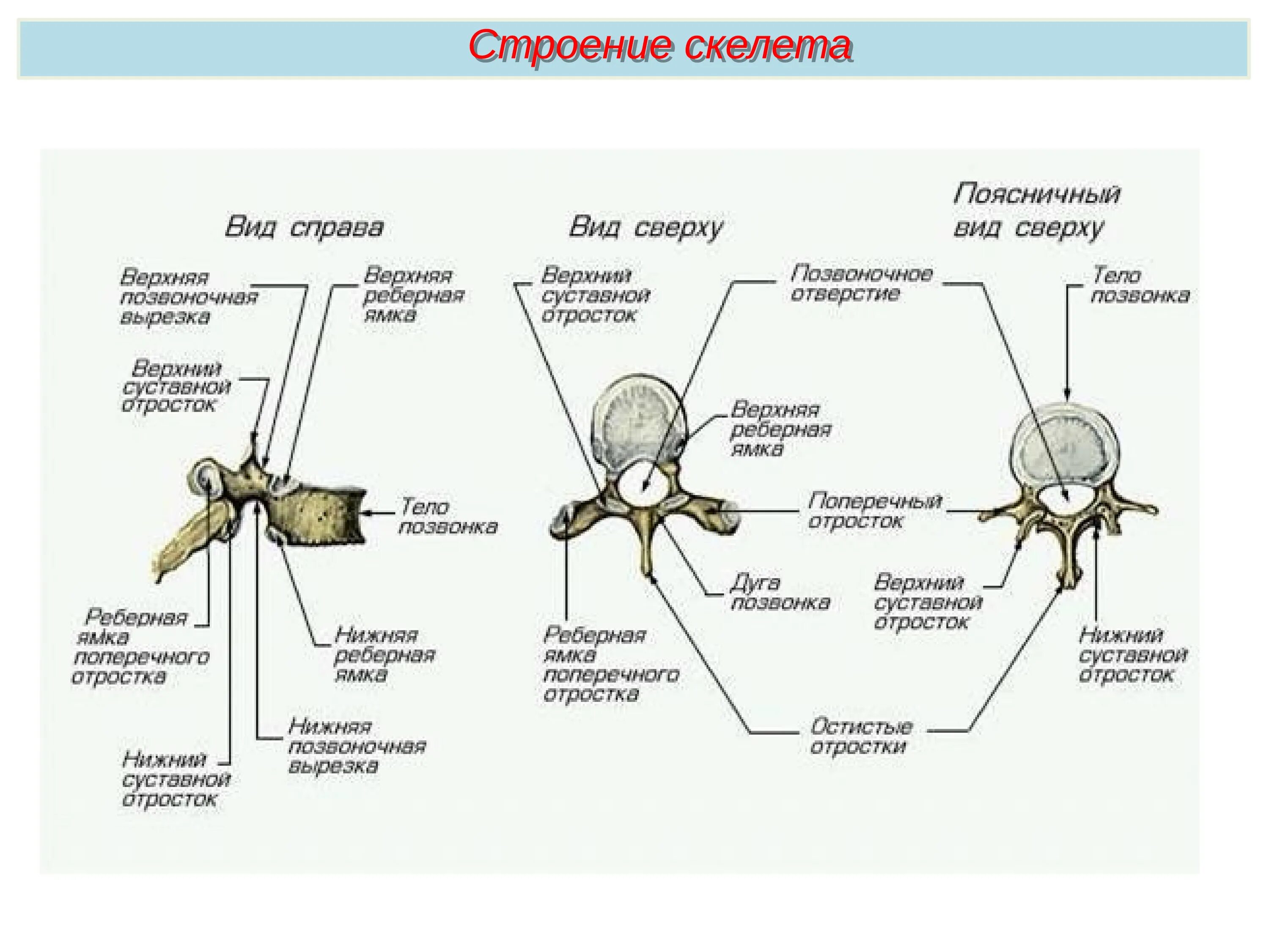 Скелет позвоночных состоит из 3 отделов