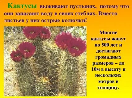 Растения пустыни 4 класс окружающий мир