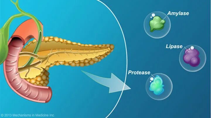 Липаза поджелудочной железы. Липоз поджелудочной железы. Протеазы поджелудочной железы. Амилаза липаза протеаза.