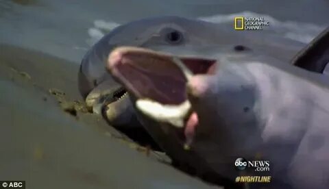 The dolphin a fish