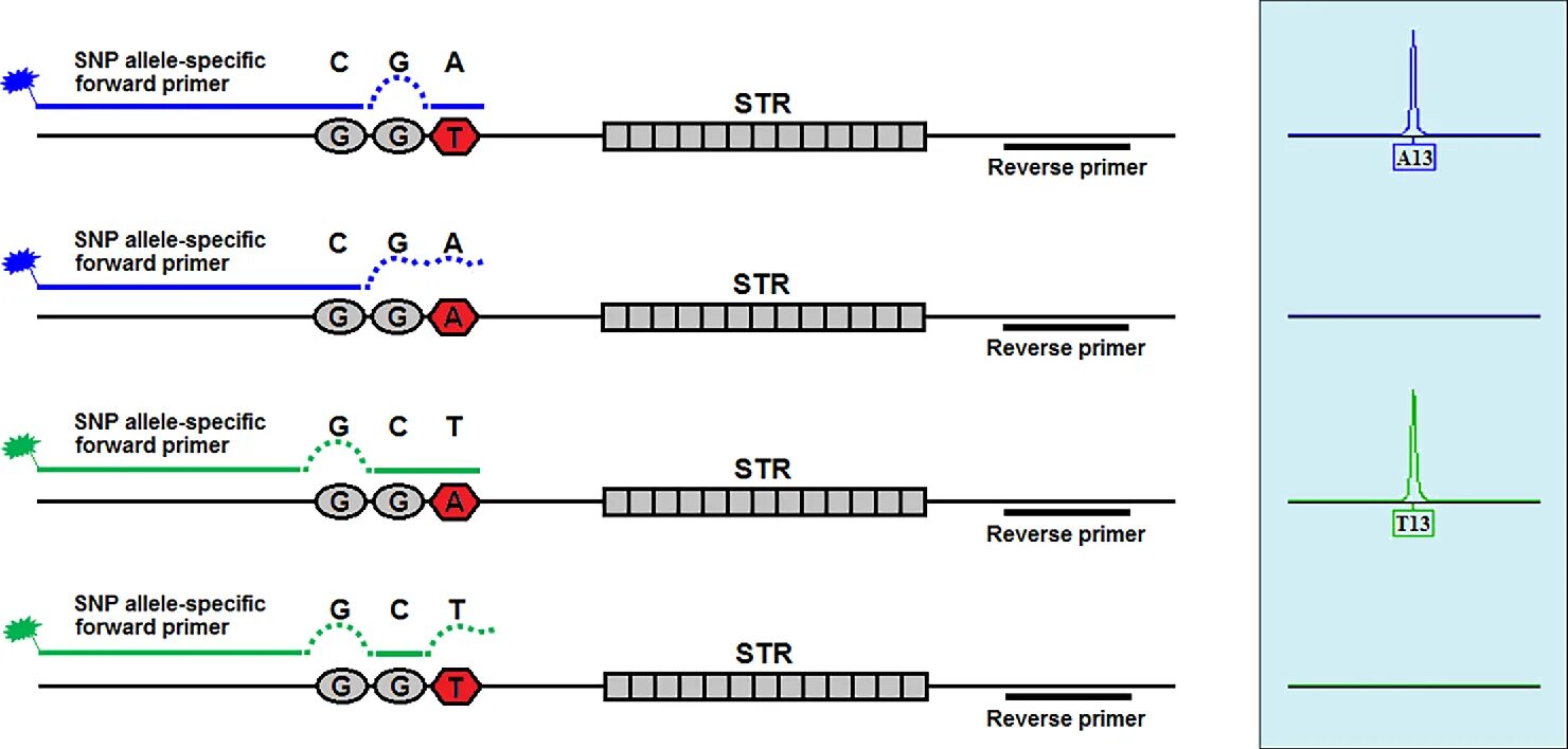 Single nucleotide polymorphism