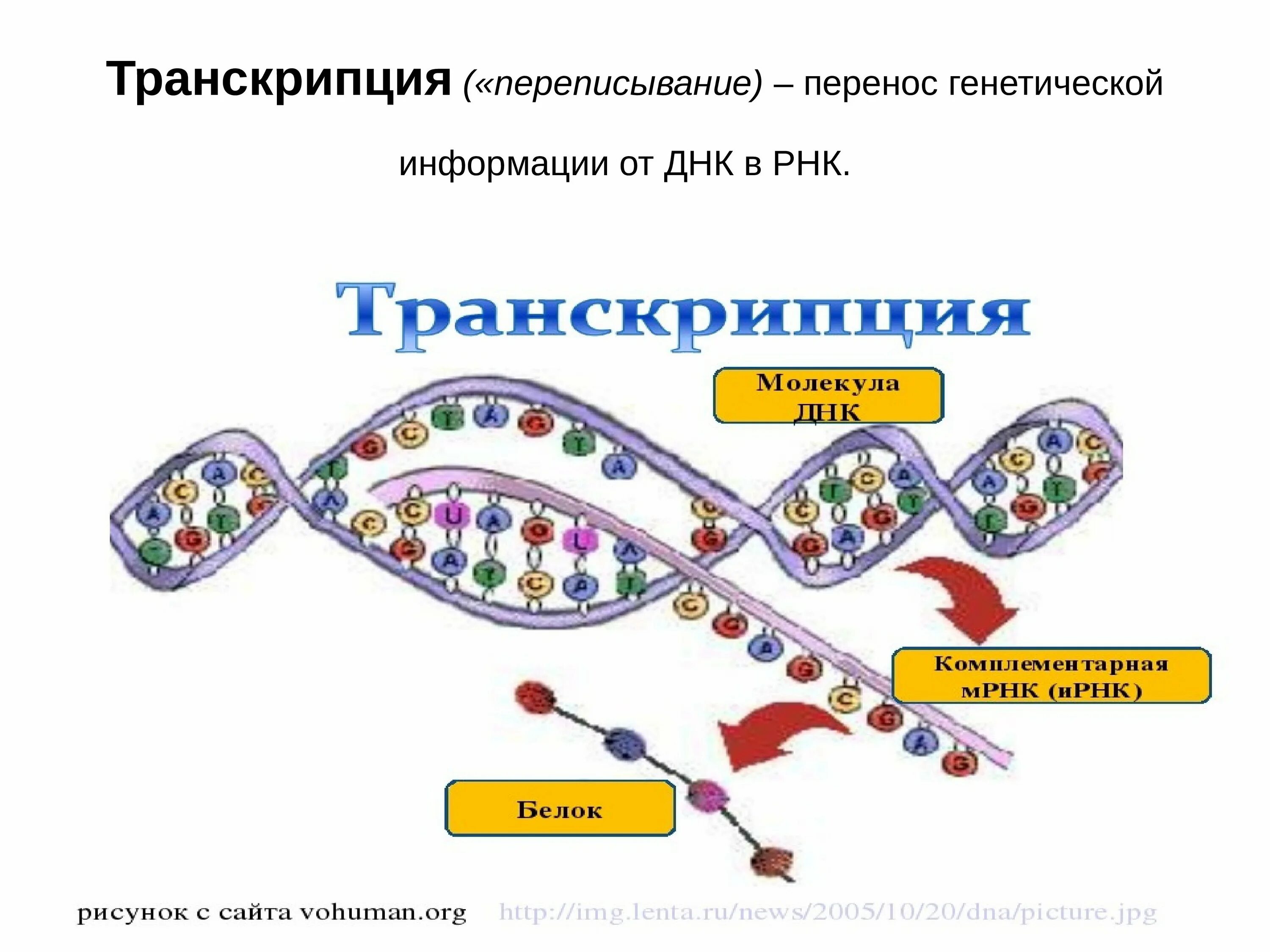 Концы транскрибируемая днк. Транскрипция РНК схема. Транскрипция биология схема. Схема транскрипции ИРНК на ДНК. Схема процесса транскрипции.