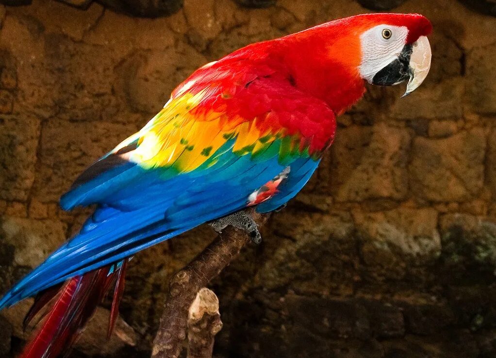 Кто такой попугай. Попугай ара красный. Ара Макао. Красный ямайский ара. Красный ара Макао.