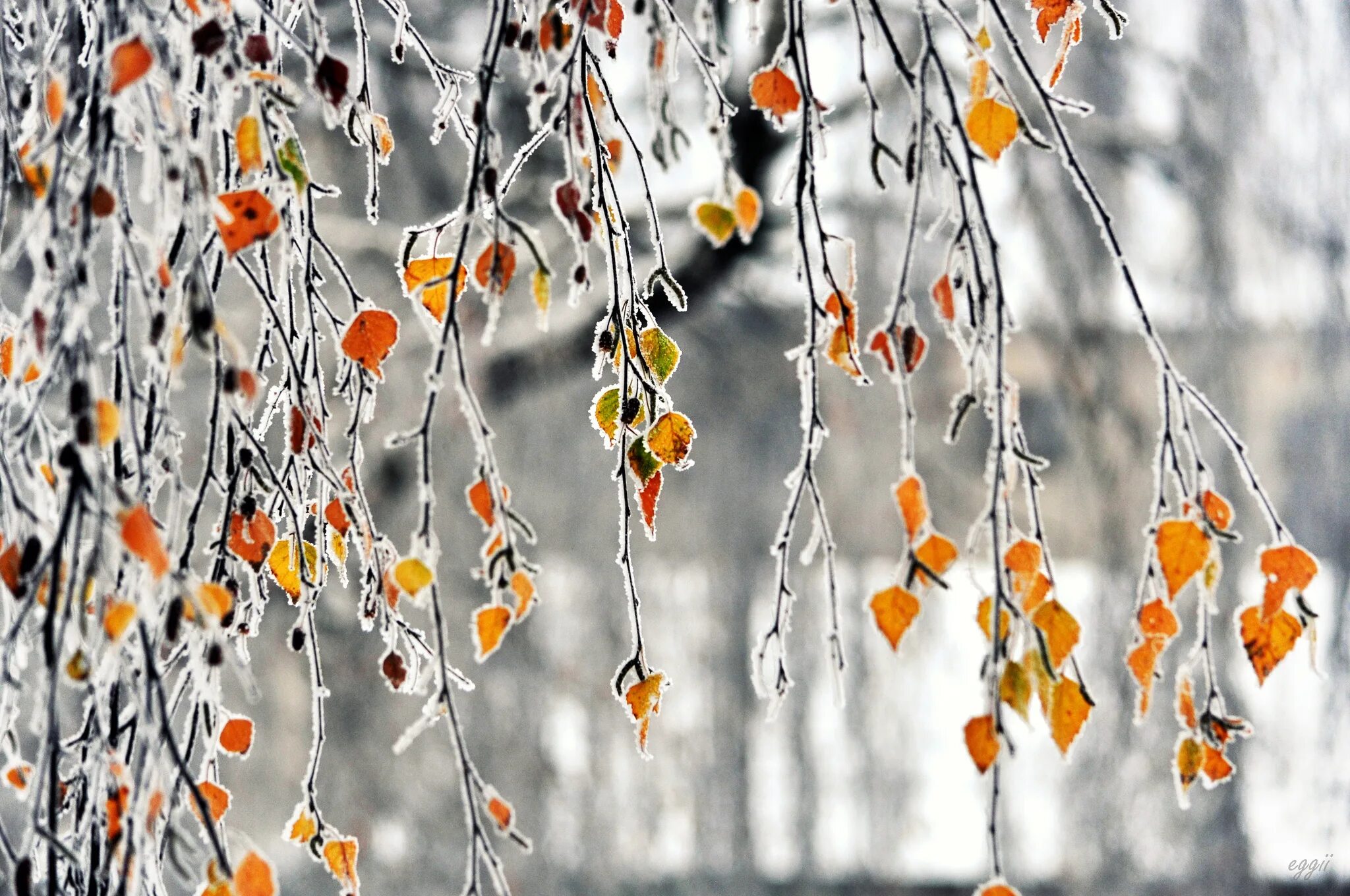 Поздняя осень. Ранняя зима. Осень снег. Ноябрь природа. Ноябрь звук