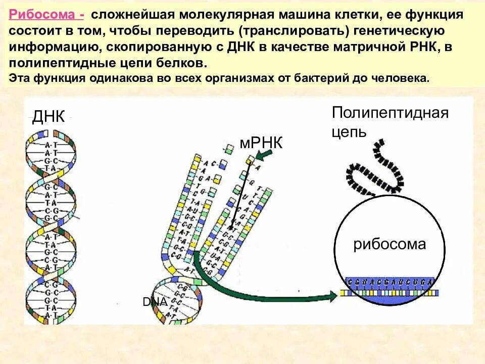 Рабисома биосинтнз белка ДНК. Функция рибосомы в синтезе белка. Строение рибосом биохимия. ДНК В рибосомах.