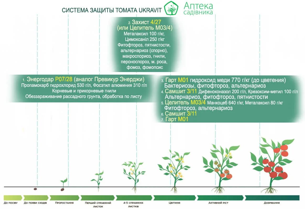 Схема обработки томатов в теплице. Превикур на рассаду томатов. Профессиональная схема защиты томатов от болезней. Схема обработки помидор в теплице.