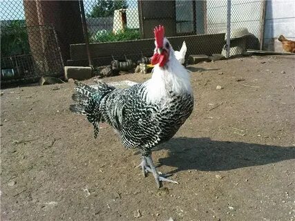 Курица породы брекель серебристый
