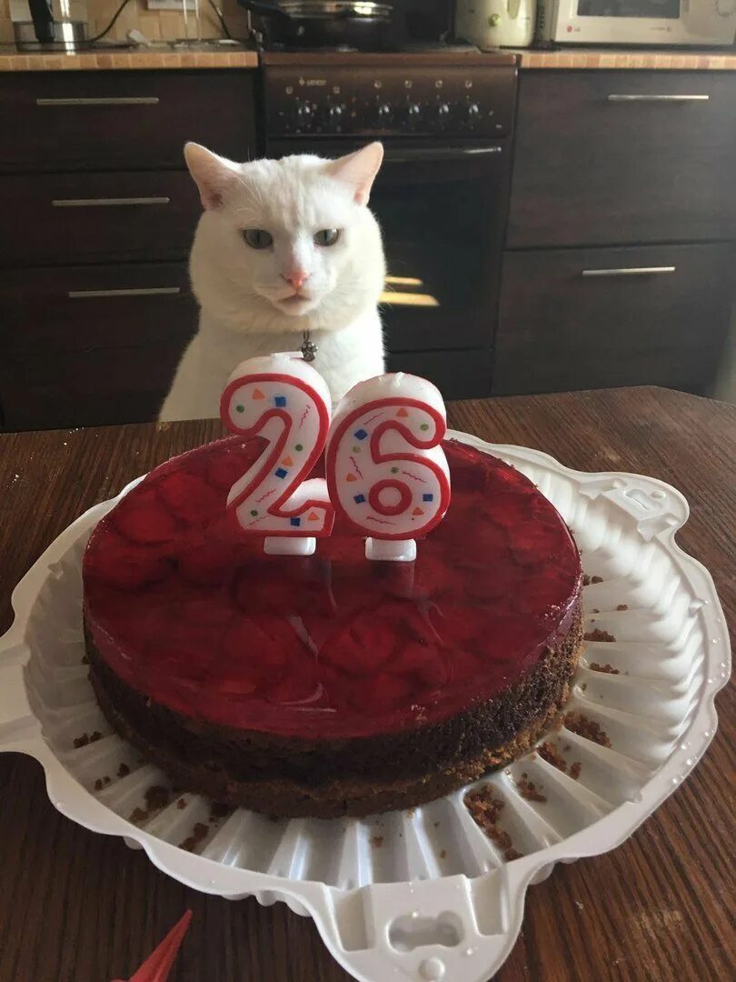 Родились в год кота. Торт с котом. Кот с тортиком. С днём рождения с котиками. Торт с «котиком».