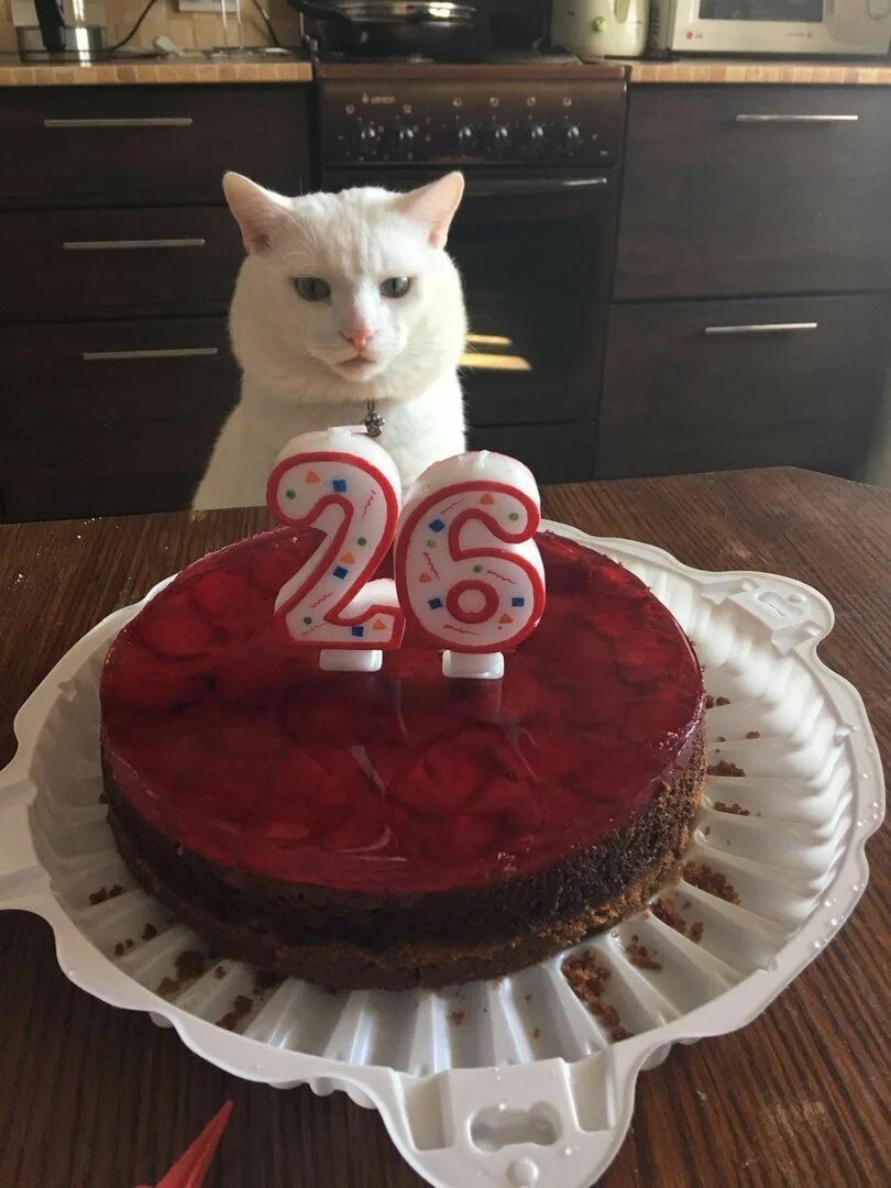 Кот 26 лет. Торт с котом. с днём рождения с котиками. тортик для котика. кот с тортиком.