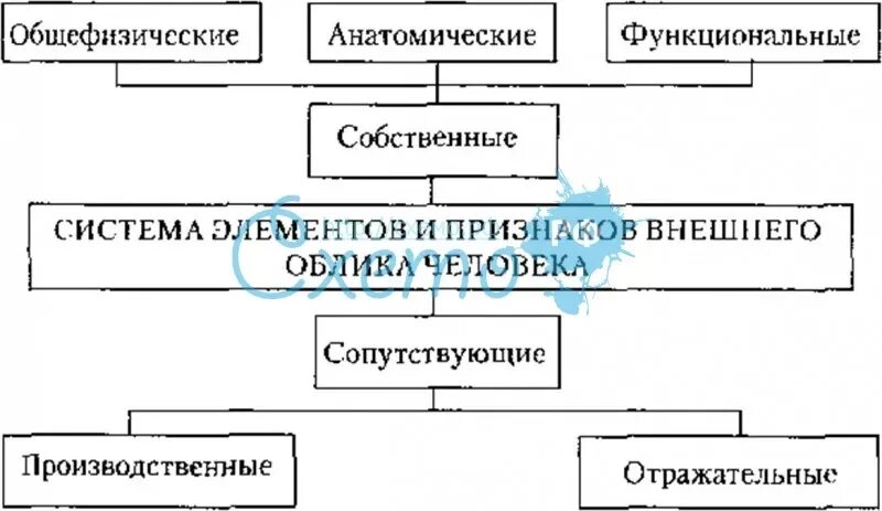 Система признаков внешнего облика человека. Система элементов и признаков внешнего облика человека. назовите элементы и детали внешнего облика человека. система признаков внешнего облика человека включает в себя?. элементы физического облика человека включают.