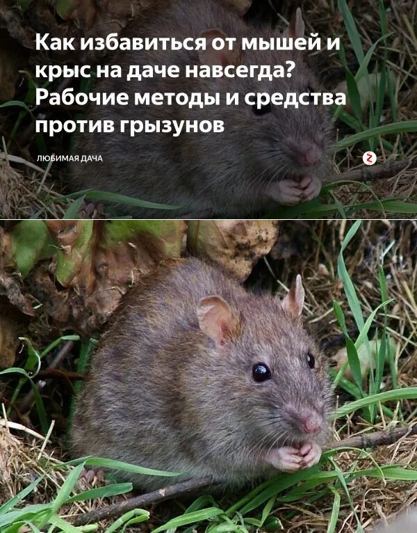 Мышиный запах заболевание. Мышиный запах заболевание
