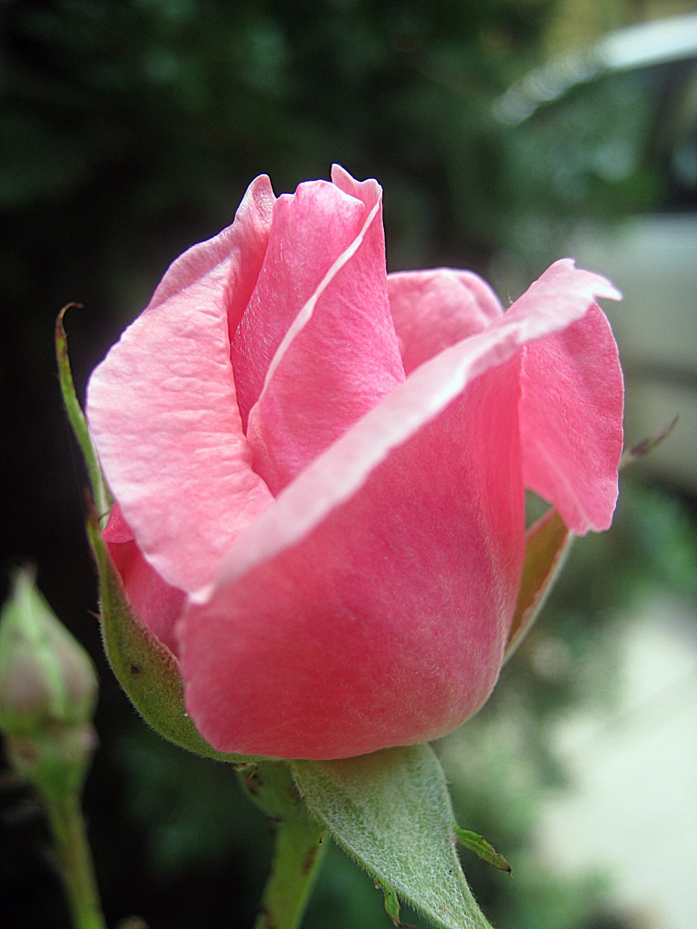 Розовый бутон. Бутон цветка. Розовые розы. Бутон розовой розы