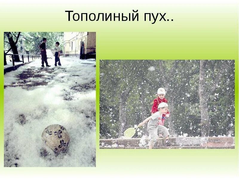 Тополиный пух относится к миру культуры. Семена пух тополя. Пух тополя тополиный пух. Доброе утро тополиный пух. Тополиный пух относится к миру культуры.