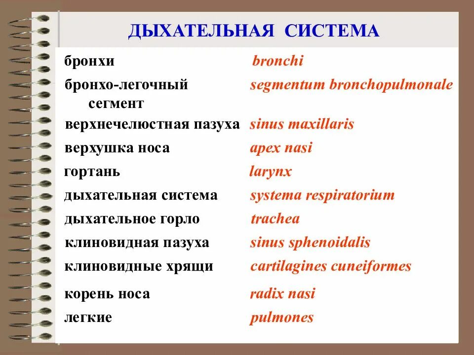 Дыхание латынь термин. Анатомическая терминология латынь. Термины на латыни анатомия. Латинские термины дыхательной системы. Латинские термины.