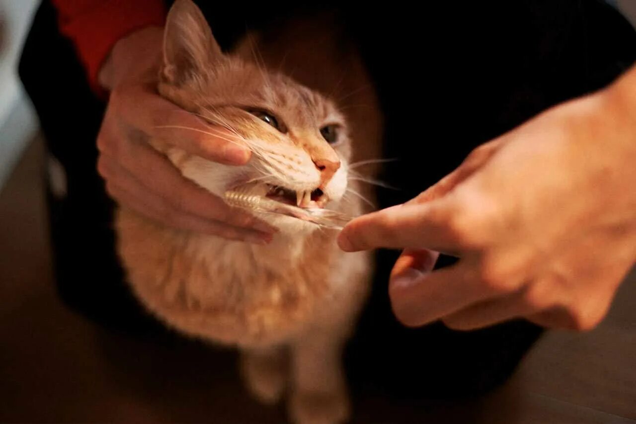 Котам надо чистить зубы. Котам надо чистить зубы