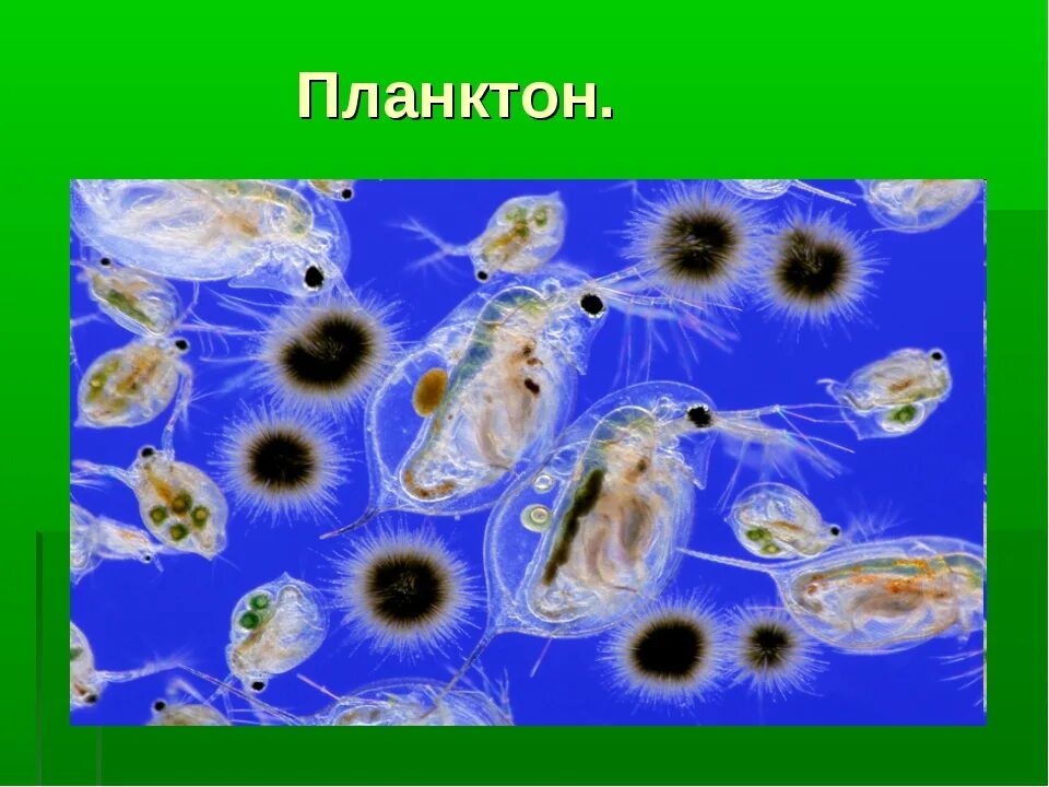 Планктон какая группа. Планктон Нектон бентос. Планктон это в биологии. Планктонные организмы примеры. Распределение живых организмов в океане.