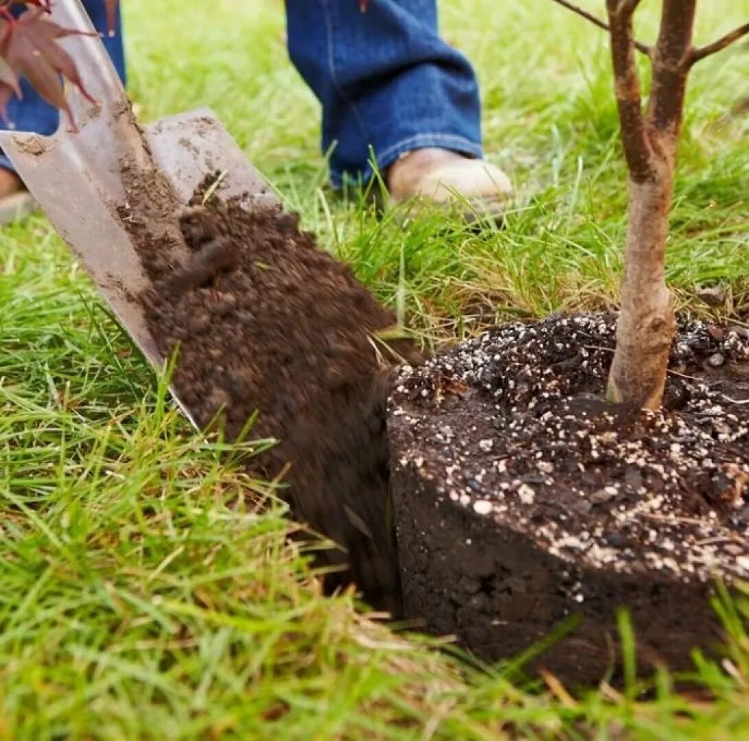 Как посадить дерево в пабге