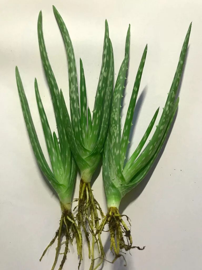 Алоэ миллер. Барбаденсис Миллер. Aloe barbadensis Миллера.