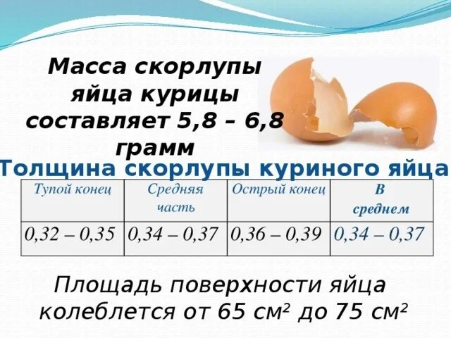 Вес куриной скорлупы