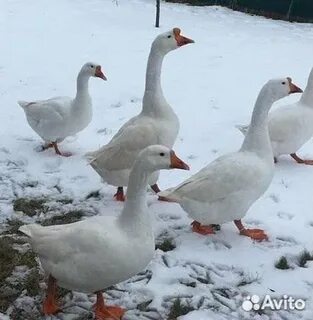 Сколько сейчас стоит гусь