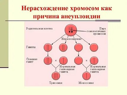 Хромосомы гамет