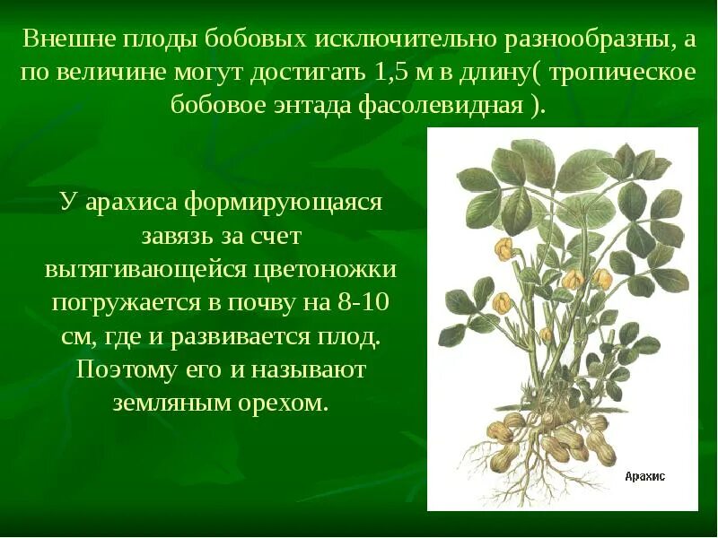 3 представителя бобовых. Двудольные растения семейства бобовые. разнообразие бобовых. общая характеристика бобовых. особенности семейства бобовых.