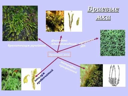 Моховидные растения примеры