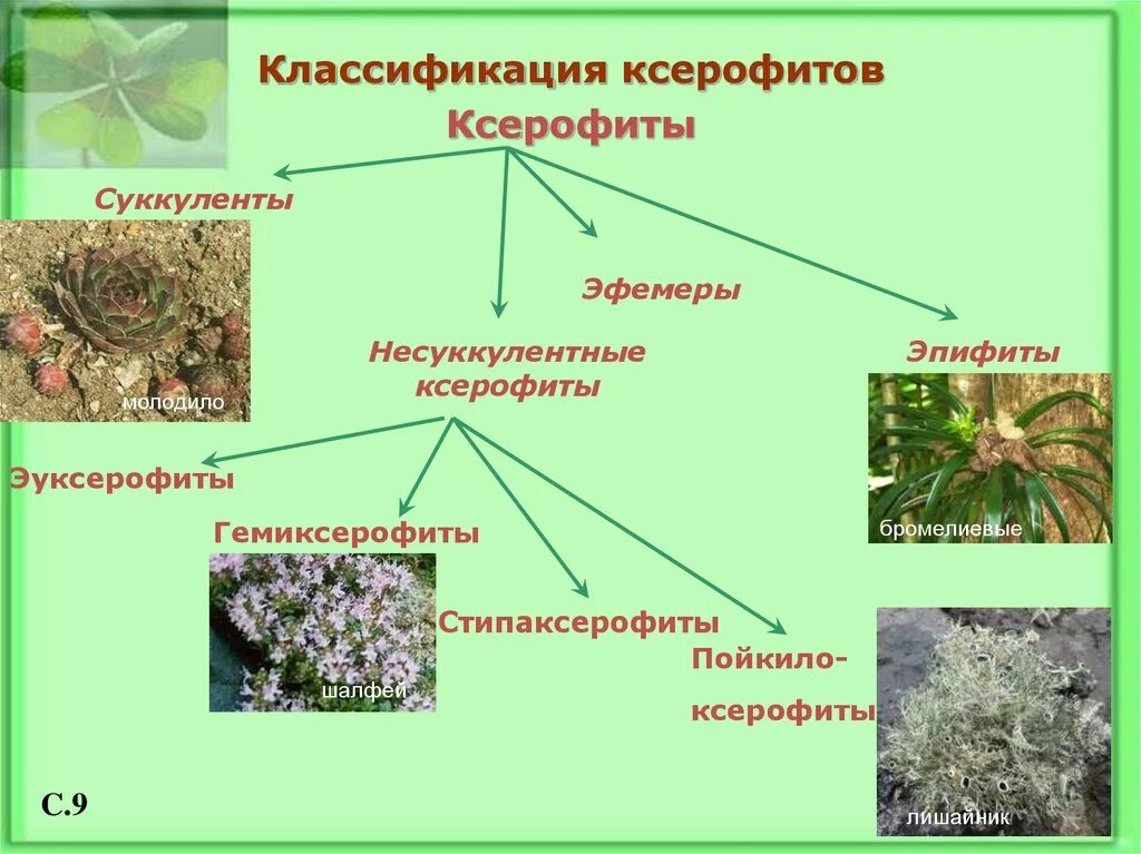 Ксерофиты Суккуленты и склерофиты. Ксерофит суккулент. Ксерофиты группа растений. Склерофиты и ксерофиты. Экологические группы классификация