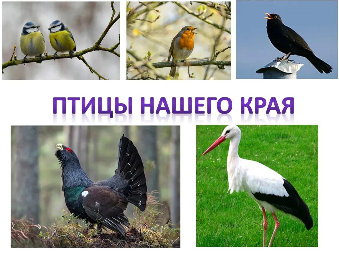 Птицы наших краев. Птицы беларуси презентация. Птицы презентация. Перелетные и зимующие птицы. Птушка.
