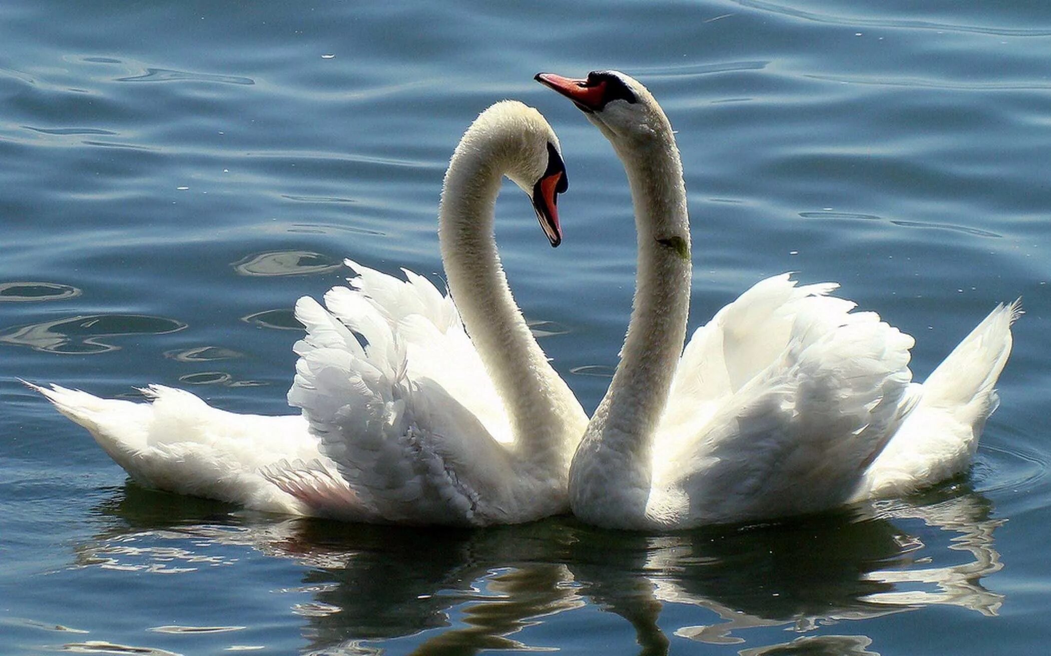 Найти песню лебеди. Песнь лебедя. Лебеди. Лебединая песня картинки. Лебеди на море.