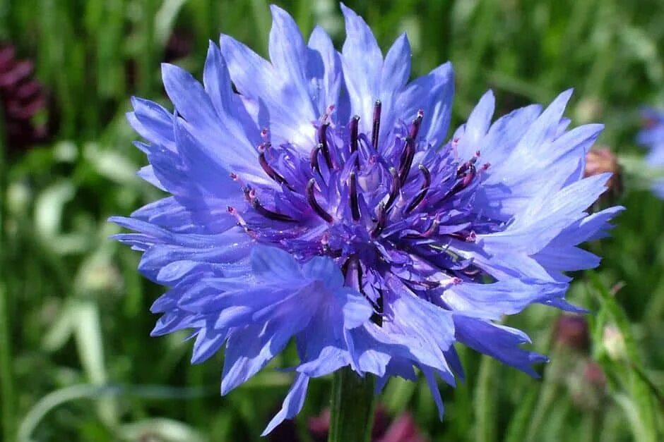 Василек синий (Centaurea cyanus). Василек Рейнский. Василёк Боровой. Василек ЛОЖНОДОНСКОЙ.