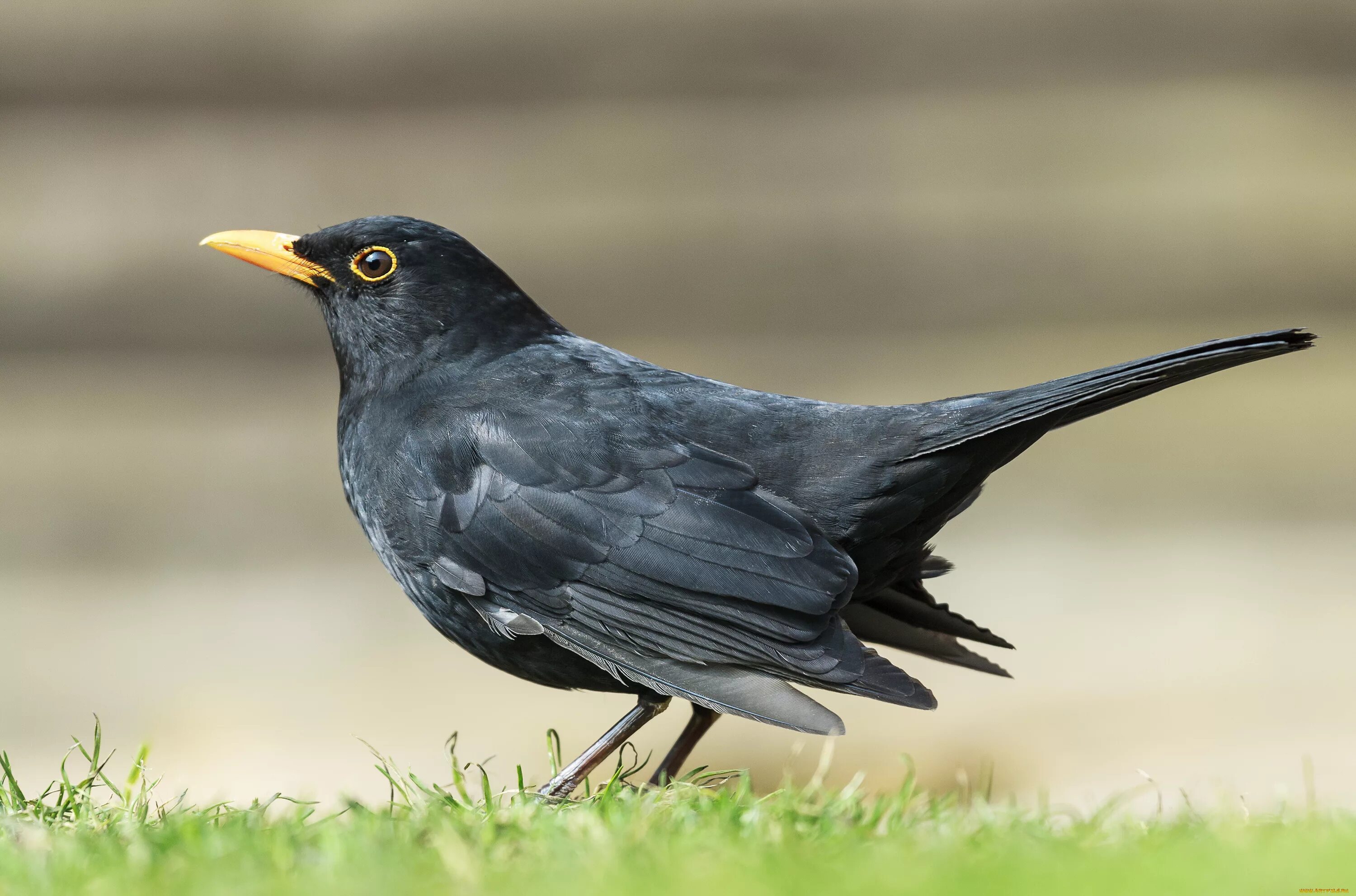 Черный Дрозд птица. Белогрудый Дрозд. Дрозд чёрный (turdus Merula). Черный Дрозд с желтым клювом.